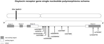 A Review of Oxytocin and Arginine-Vasopressin Receptors and Their Modulation of Autism Spectrum Disorder